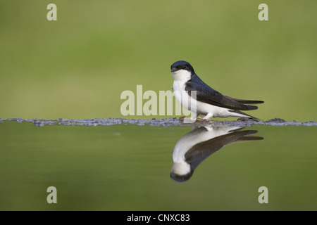 Maison commune (Delichon urbica), reflétée dans la piscine du jardin, Royaume-Uni, Ecosse, le Parc National de Cairngorms Banque D'Images