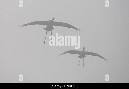 Grue cendrée (Grus grus), deux oiseaux volant dans le brouillard, la Suède, l'Hornborga Banque D'Images