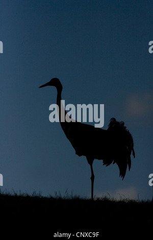 Grue cendrée (Grus grus), découpé à la brunante, la Suède, l'Hornborga Banque D'Images