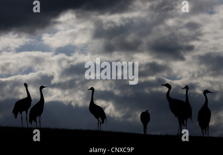 Grue cendrée (Grus grus), découpé à la brunante, la Suède, l'Hornborga Banque D'Images