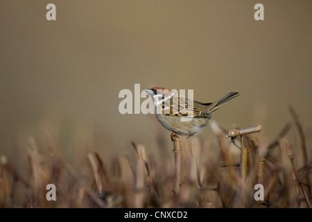 Canard souchet (passer montanus), perché sur auburn, Suède Banque D'Images