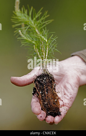 Pin sylvestre, le pin sylvestre (Pinus sylvestris), planteuse d'arbres montre le pin d'un arbrisseau, Royaume-Uni, Ecosse Banque D'Images