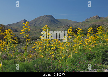 Ferula communis (ammoniacum africains), la floraison, la Grèce, Lesbos Banque D'Images