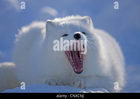 Le renard arctique, le renard polaire (Alopex lagopus, Vulpes lagopus), les bâillements, la Norvège Banque D'Images