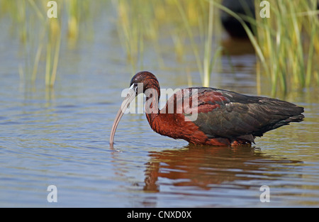 L'ibis falcinelle (Plegadis falcinellus), sur l'alimentation en eau, Grèce, Lesbos Banque D'Images