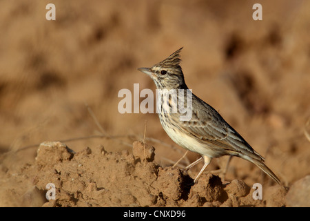 Thekla lark (Galerida malabarica Galerida theklae,), assis sur le sol, l'Espagne, Almeria Banque D'Images