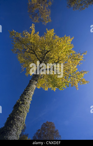 European Aspen (Populus tremula), vue de l'arbre haut, Royaume-Uni, Ecosse, le Parc National de Cairngorms Banque D'Images