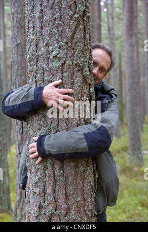 Pin sylvestre, le pin sylvestre (Pinus sylvestris), Tree hugging dans une forêt de pins, le Royaume-Uni, l'Écosse, le Parc National de Cairngorms Banque D'Images