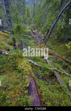 Forêt boréale ancienne/forêt tempérée, la Norvège, Nord-Trondelag Banque D'Images
