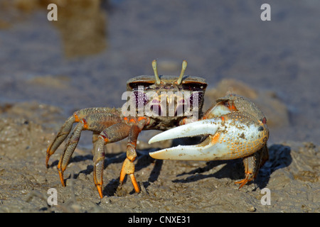 Crabe violoniste marocain, Fiddler Crab (Uca tangeri), homme, Espagne, Sanlucar de Barrameda Banque D'Images