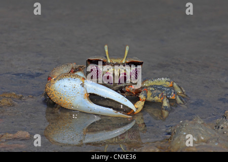 Crabe violoniste marocain, Fiddler Crab (Uca tangeri), homme, Espagne, Sanlucar de Barrameda Banque D'Images