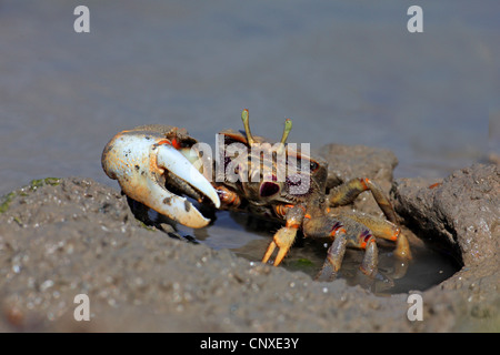 Crabe violoniste marocain, Fiddler Crab (Uca tangeri), homme, Espagne, Sanlucar de Barrameda Banque D'Images