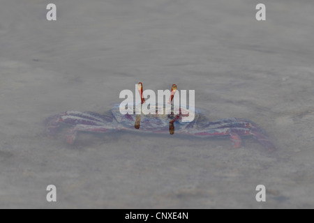 Crabe violoniste marocain, Fiddler Crab (Uca tangeri), femelle dans l'eau, Espagne, Sanlucar de Barrameda Banque D'Images