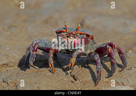 Crabe violoniste marocain, Fiddler Crab (Uca tangeri), femme sur la plage, l'Espagne, Sanlucar de Barrameda Banque D'Images