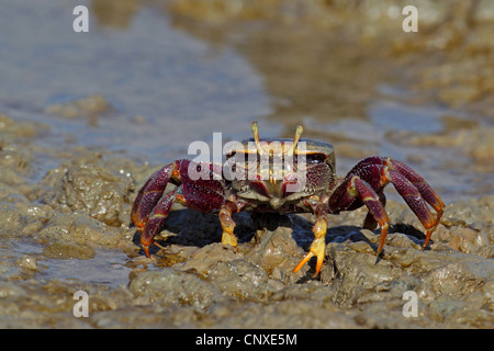 Crabe violoniste marocain, Fiddler Crab (Uca tangeri), femme sur la plage, l'Espagne, Sanlucar de Barrameda Banque D'Images