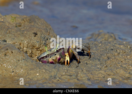 Crabe violoniste marocain, Fiddler Crab (Uca tangeri), femme sur la plage, l'Espagne, Sanlucar de Barrameda Banque D'Images