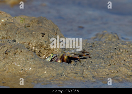 Crabe violoniste marocain, Fiddler Crab (Uca tangeri), femme sur la plage, l'Espagne, Sanlucar de Barrameda Banque D'Images