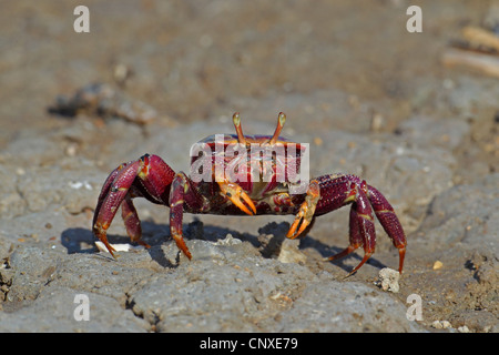 Crabe violoniste marocain, Fiddler Crab (Uca tangeri), femme sur la plage, l'Espagne, Sanlucar de Barrameda Banque D'Images