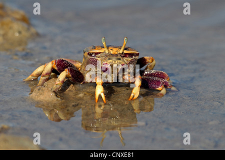 Crabe violoniste marocain, Fiddler Crab (Uca tangeri), femme sur la plage, l'Espagne, Sanlucar de Barrameda Banque D'Images