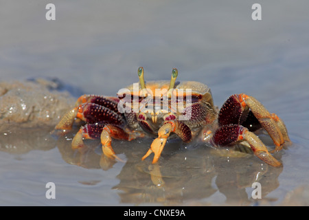 Crabe violoniste marocain, Fiddler Crab (Uca tangeri), femme sur la plage, l'Espagne, Sanlucar de Barrameda Banque D'Images