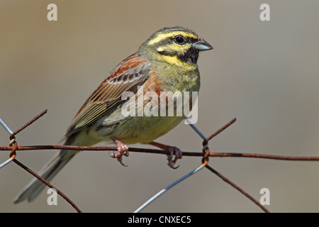 Cirl bunting (Emberiza cirlus), homme assis sur une clôture, Grèce, Lesbos Banque D'Images