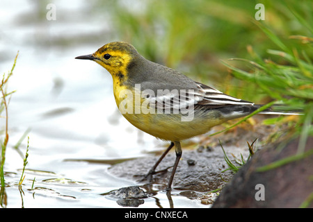 Bergeronnette citrine (Motacilla citreola), homme assis sur une pierre sur une rive, Grèce, Lesbos Banque D'Images