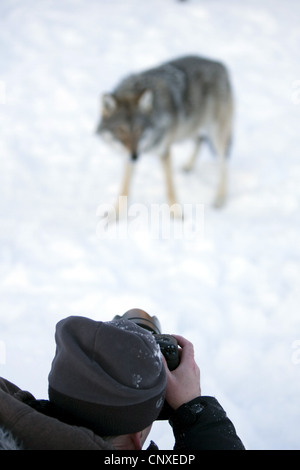 Le loup gris d'Europe (Canis lupus lupus), l'homme photographier un animal debout sur un champ de neige, Norvège Banque D'Images