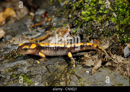 Salamandre terrestre européen (Salamandra Salamandra Salamandra salamandra gigliolii, ), assis sur la roche humide juste après la métamorphose, l'Italie, Toscane Banque D'Images