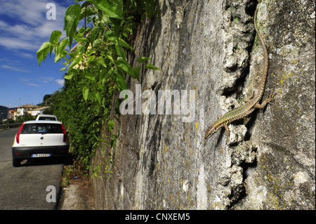 Lézard des murailles (Podarcis muralis, Lacerta muralis), au mur de béton, l'Italie, Ligurie Banque D'Images