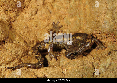 Ambrosi's Cave, Salamandre Salamandre Grotte Française, Spezia Cave Salamander (Hydromantes ambrosii, Speleomantes ambrosii ), sur un mur de cave, l'Italie, Ligurie Banque D'Images