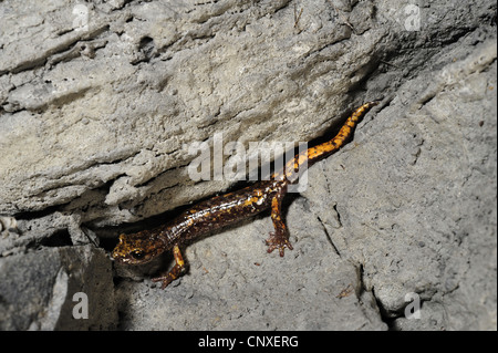 Grotte française (salamandre, Hydromantes strinatii Speleomantes strinatii), assis à un mur de la grotte, l'Italie, Ligurie Banque D'Images