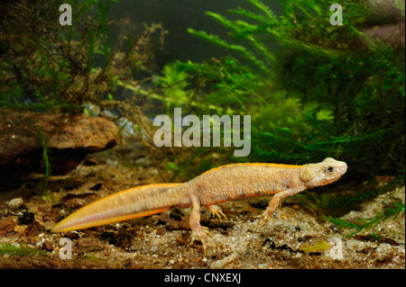 Triton crêté alpin, l'Italien warty newt (Triturus carniflex), Italien warty newt, Italie Banque D'Images