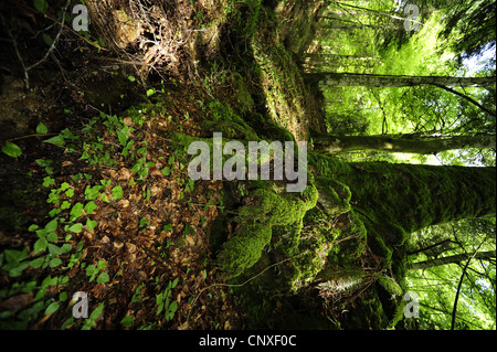 Les racines des arbres moussus dans une forêt, l'Italie, la Calabre Banque D'Images