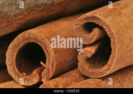 Cannelle (Cinnamomum spec.), bâtons de cannelle, détail Banque D'Images