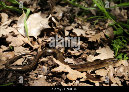 Scinque tridactyle, scinque cylindrique algérien (Chalcides chalcides), serpentant à travers les feuilles, Italie, Sicile Banque D'Images