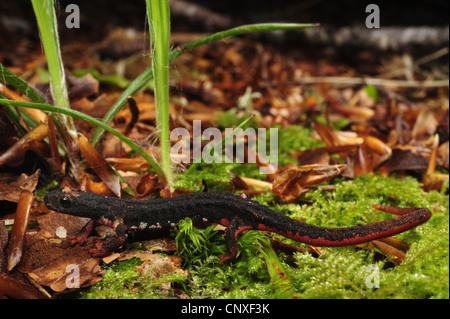 Salamandre à lunettes, le sud de l'ours à lunettes (Salamandrina terdigitata salamandre), assis sur le sol de la forêt, de l'Italie, la Calabre Banque D'Images