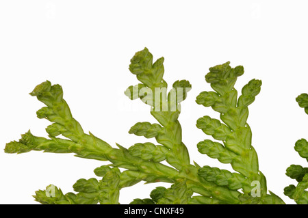 Le cèdre jaune, le thuya occidental (Thuja occidentalis), face inférieure d'une brindille Banque D'Images