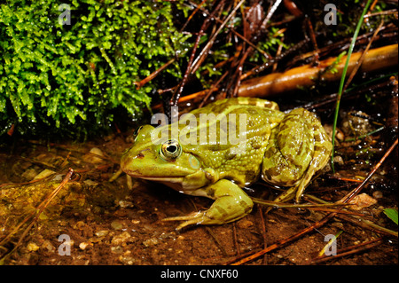 Piscine italienne Pelophylax bergeri (Grenouille), assis au bord de l'eau, Italie, Calabre Banque D'Images