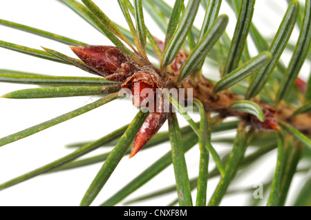 Sapin de Douglas (Pseudotsuga menziesii), branche avec reservoir Banque D'Images