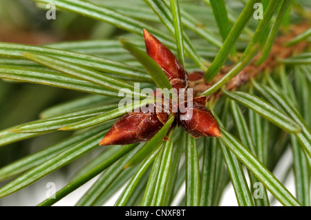 Sapin de Douglas (Pseudotsuga menziesii), branche avec reservoir Banque D'Images