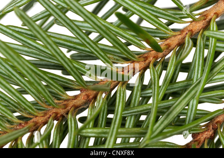 Sapin de Douglas (Pseudotsuga menziesii), dessous d'une branche Banque D'Images