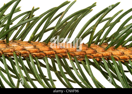 L'épinette de Norvège (Picea abies), Direction générale de détail Banque D'Images