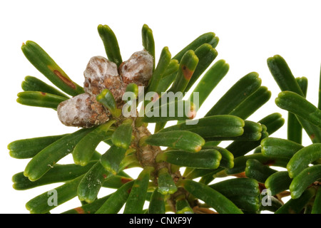 Sapin de Corée (Abies koreana), branche avec reservoir Banque D'Images