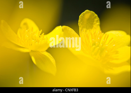 Le populage des marais (Caltha palustris), fleurs, Allemagne Banque D'Images