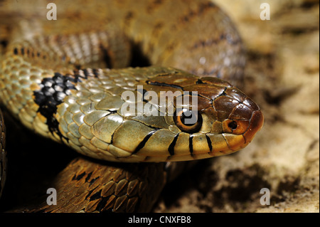 Couleuvre à collier (Natrix natrix Natrix natrix, sicula), herbe sicilienne nake, portrait , Italie, Sicile Banque D'Images