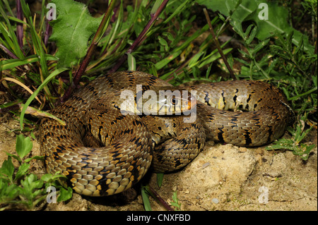 Couleuvre à collier (Natrix natrix Natrix natrix sicula), sicilienne, couleuvre, Italie, Sicile Banque D'Images