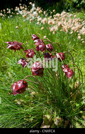 Le nord de la sarracénie pourpre (Sarracenia purpurea), qui fleurit dans un bourbier avec un coton-herbe, Allemagne Banque D'Images