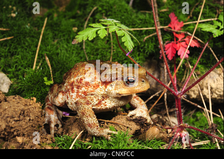 Crapaud commun (Bufo bufo spinosus), juvénile, l'Italie, la Calabre Banque D'Images