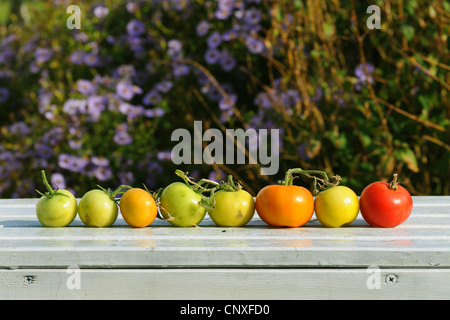 Jardin la tomate (Solanum lycopersicum, Lycopersicon esculentum), les tomates de suite allongé sur un banc de jardin Banque D'Images