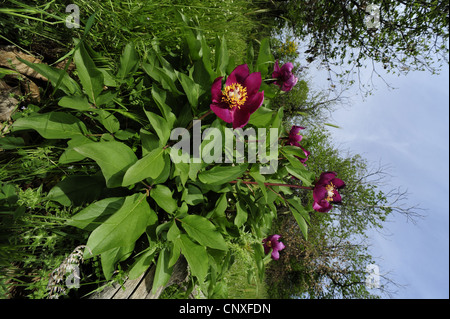 Coral pivoine (Paeonia mascula, Paeonia corallina), la pivoine sauvage sur Sicilia, Italie, Sicile Banque D'Images